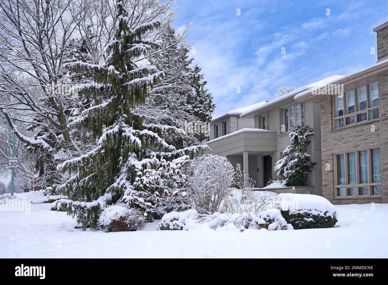 Tradizionale strada residenziale in inverno con neve coperta piangente pineta Foto Stock