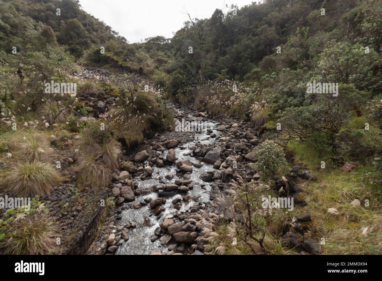 CHINGAZA, COLOMBIA - piccolo fiume bellissimo nel parco naturale nazionale di chingaza Foto Stock