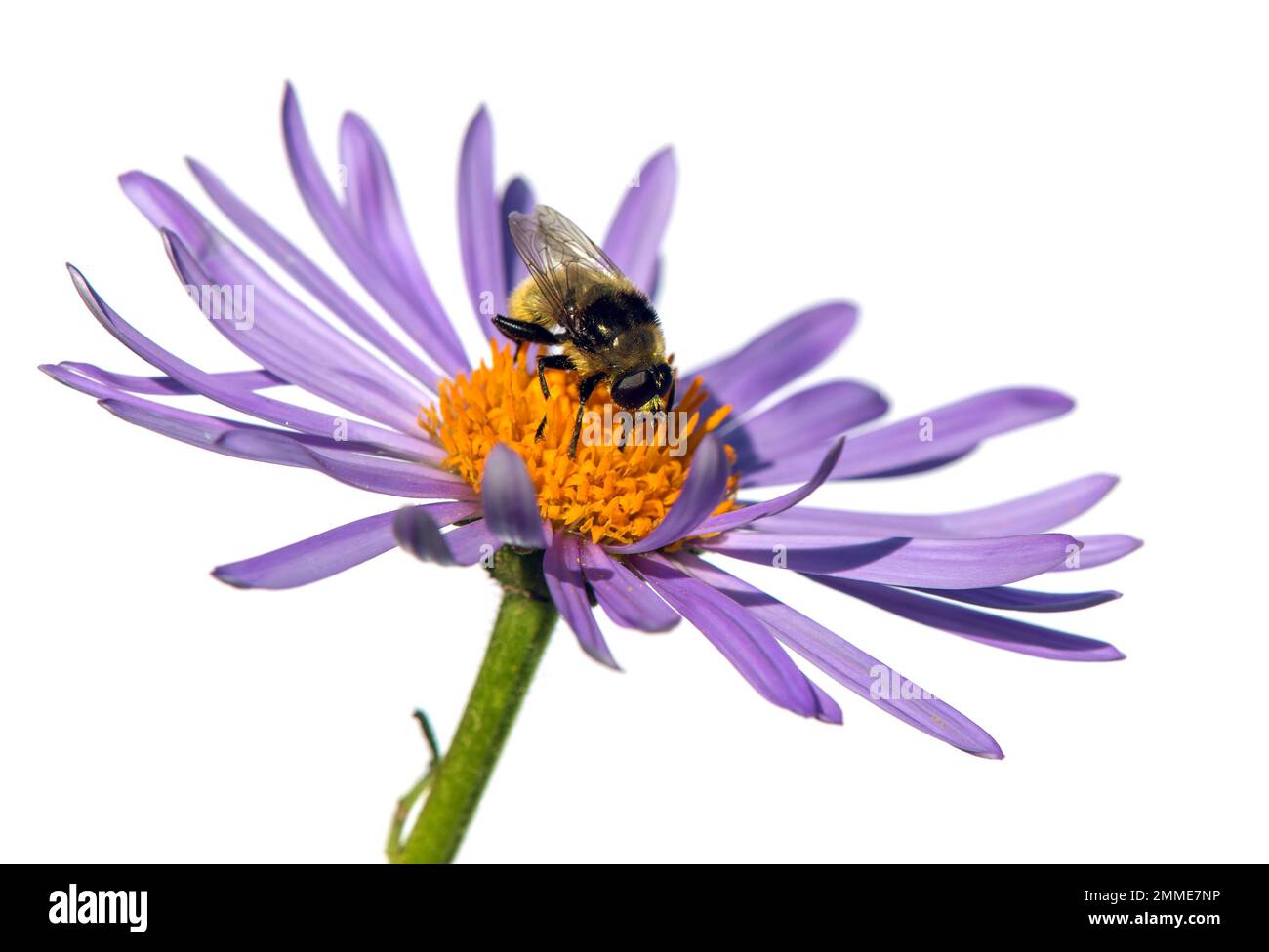 vola seduto sul fiore viola blu o viola isolato su sfondo bianco Foto Stock