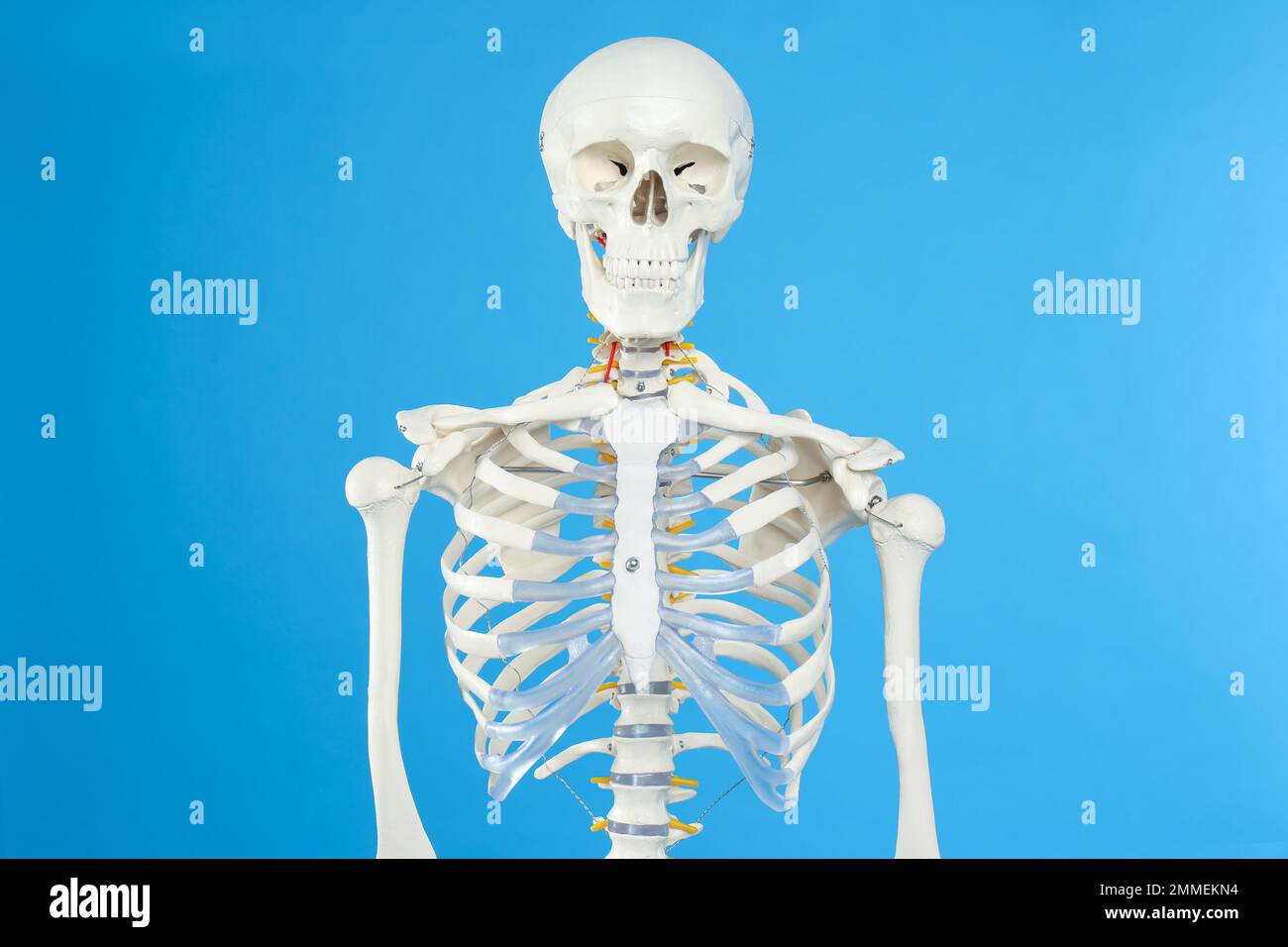 Modello di scheletro umano artificiale su sfondo blu Foto Stock