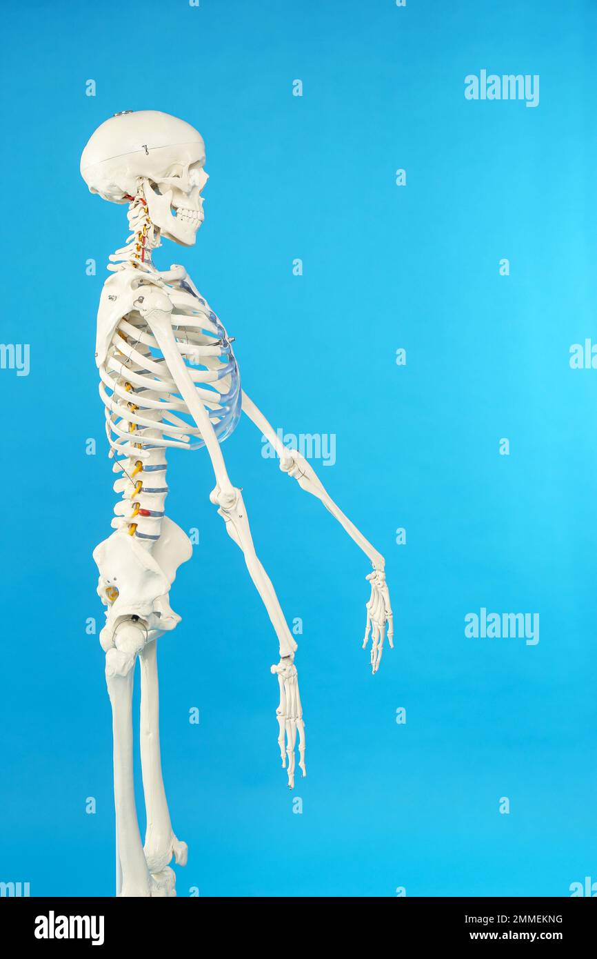Modello di scheletro umano artificiale su sfondo blu Foto Stock