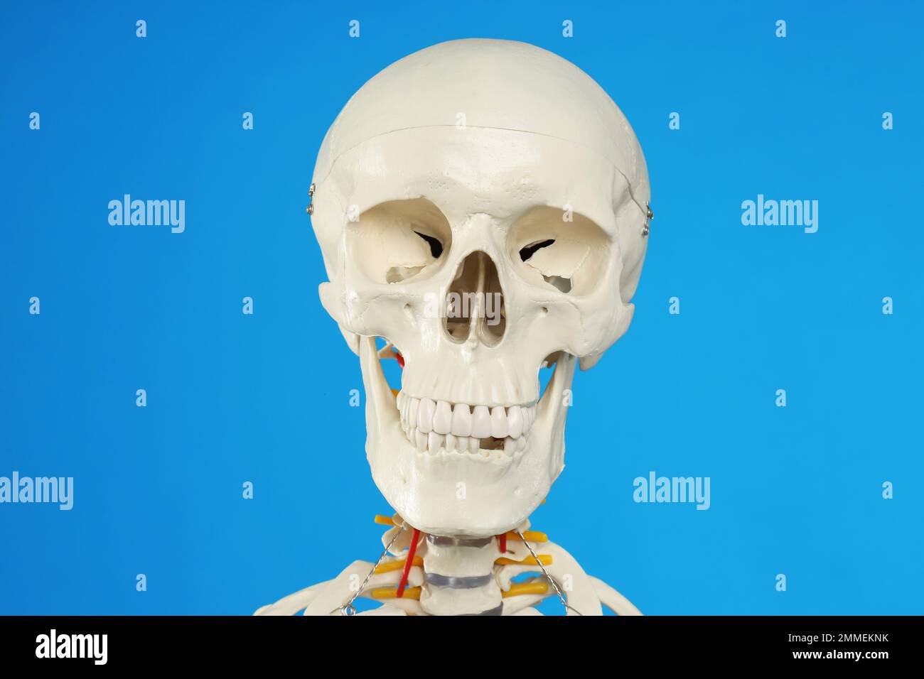 Modello di scheletro umano artificiale su sfondo blu, primo piano Foto Stock