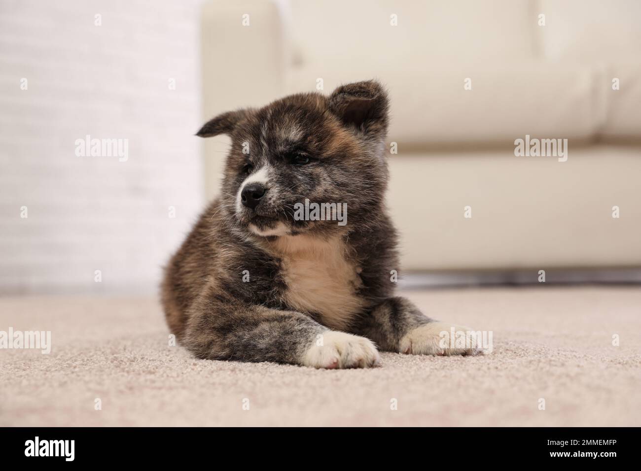 Carino cucciolo Akita inu al coperto. Cane amichevole Foto Stock