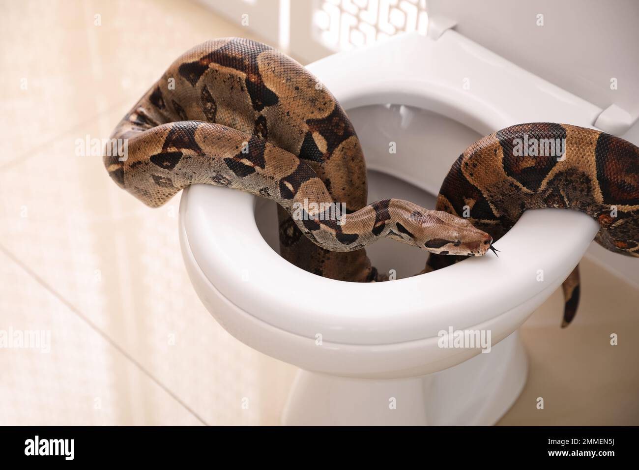 Strictor boa marrone sul water in bagno Foto Stock