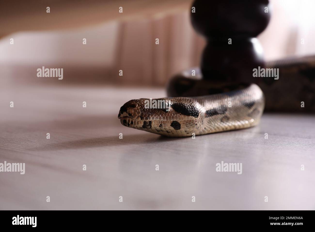 Strictor boa marrone che striscio sotto il divano in camera Foto Stock