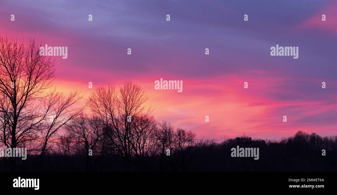 Alba invernale dietro alberi senza frondosi. Foto Stock