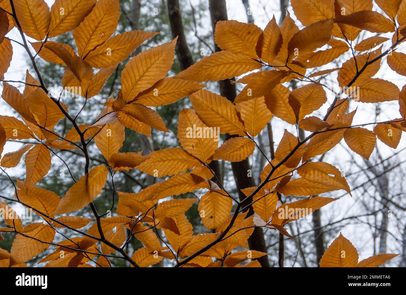 Foglie di Faggio americano, Fagus grandifolia, di colore autunnale. Foto Stock