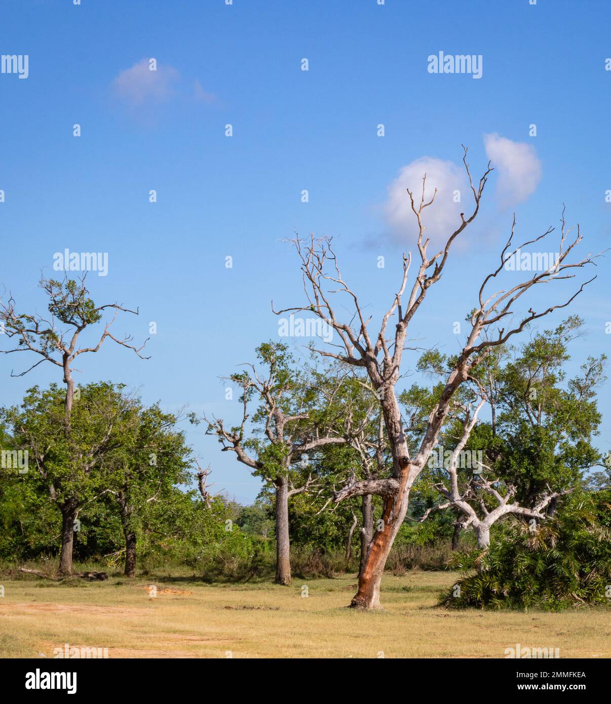 albero secco morto tra gli alberi vivi nella foresta. hambantota, sri lanka. Foto Stock