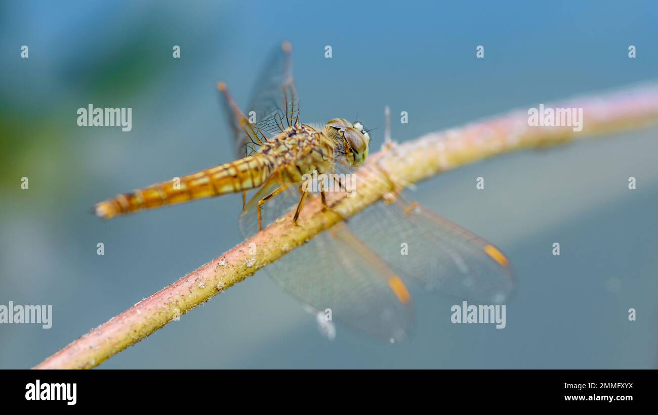 Bella di natura, Una libellula su un ramo di albero e lo stagno sfondo sfocato, Macro scatti, insetto in Thailandia. Foto Stock
