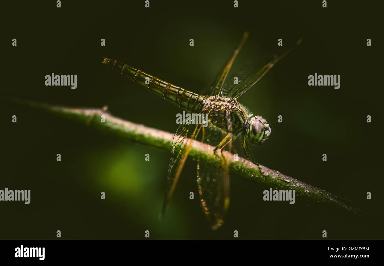 Bella di natura, Una libellula su un ramo di albero e la palude sfondo sfocato, Macro scatti, insetto in Thailandia. Foto Stock