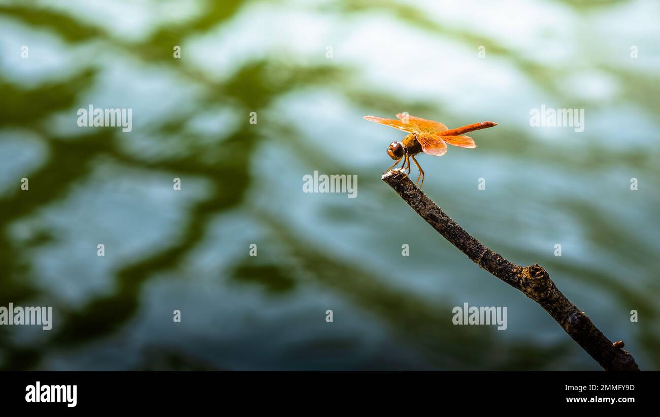 Bella di natura, Una libellula su un ramo di albero e lo stagno sfondo sfocato, Macro scatti, insetto in Thailandia. Foto Stock
