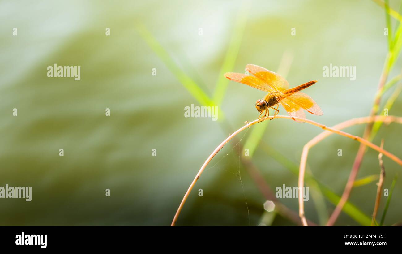 Bella di natura, Una libellula su un ramo di albero e la palude sfondo sfocato, Macro scatti, insetto in Thailandia. Foto Stock