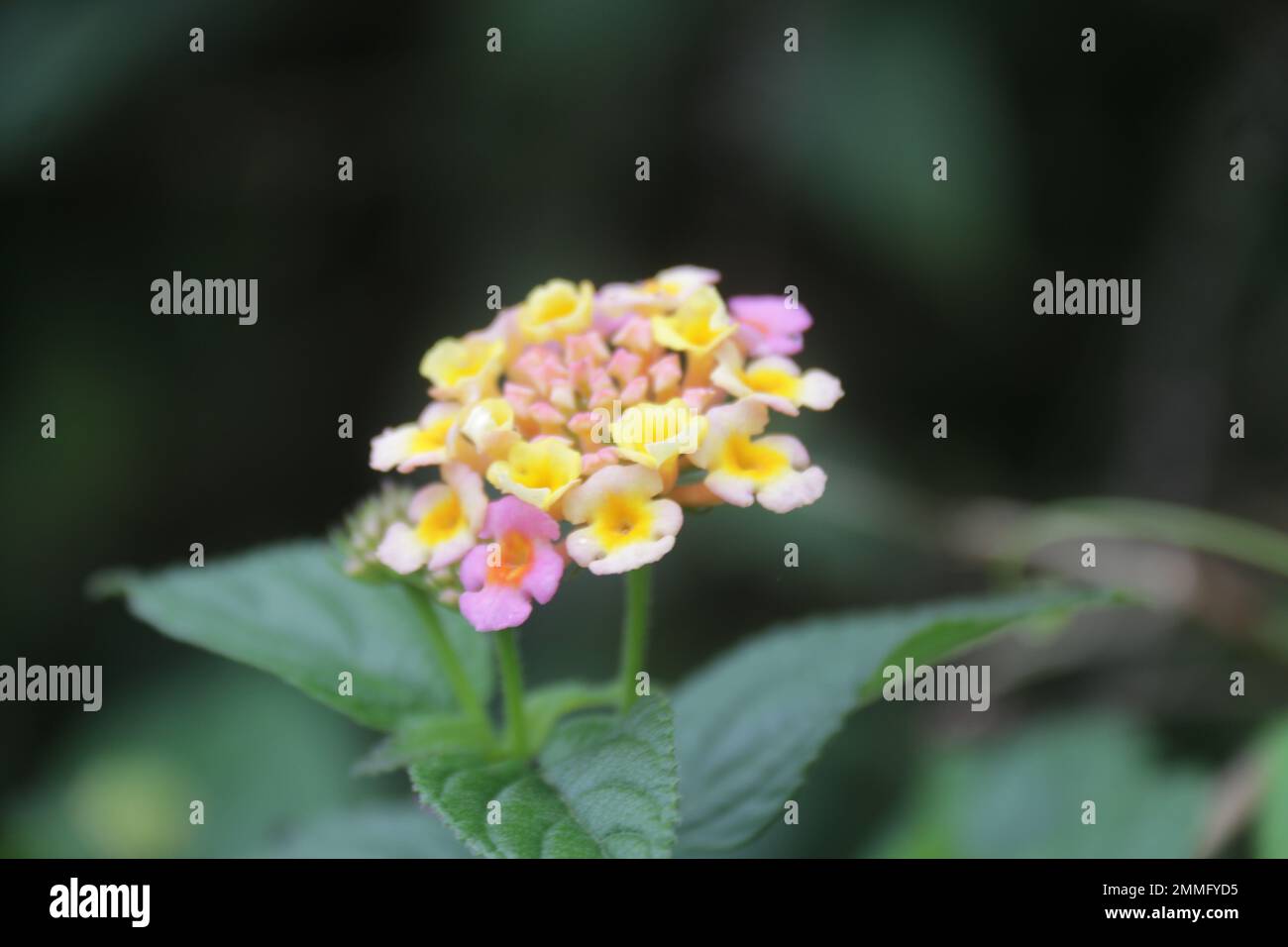 Fiori nel mio giardino domestico, Sri Lanka Foto Stock