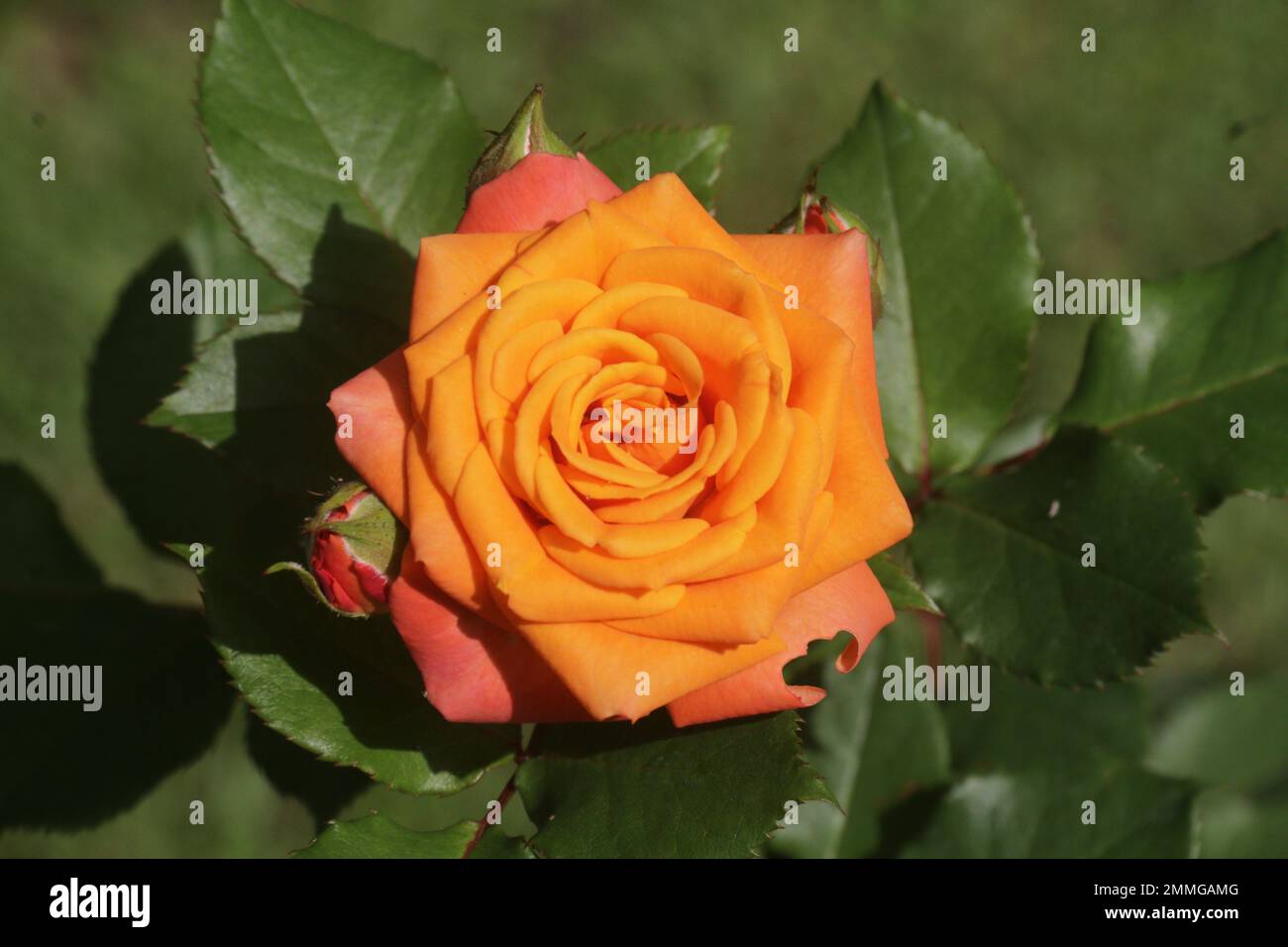 Fiori nel mio giardino domestico, Sri Lanka Foto Stock