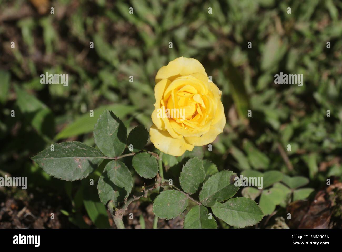 Fiori nel mio giardino domestico, Sri Lanka Foto Stock