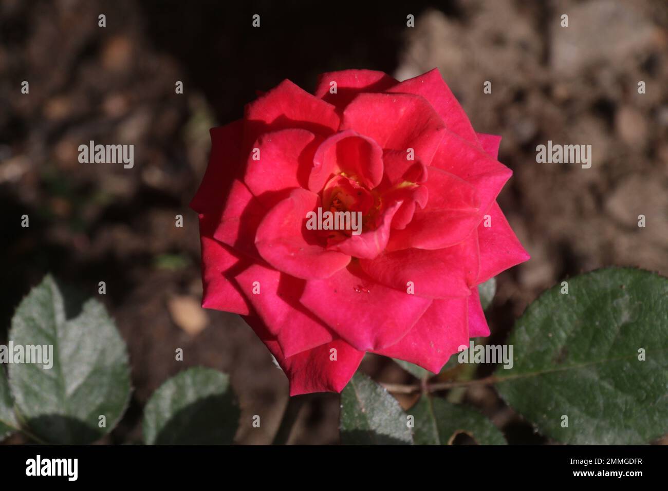 Fiori nel mio giardino domestico, Sri Lanka Foto Stock