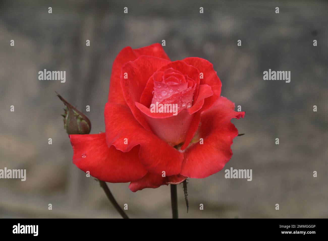 Fiori nel mio giardino domestico, Sri Lanka Foto Stock
