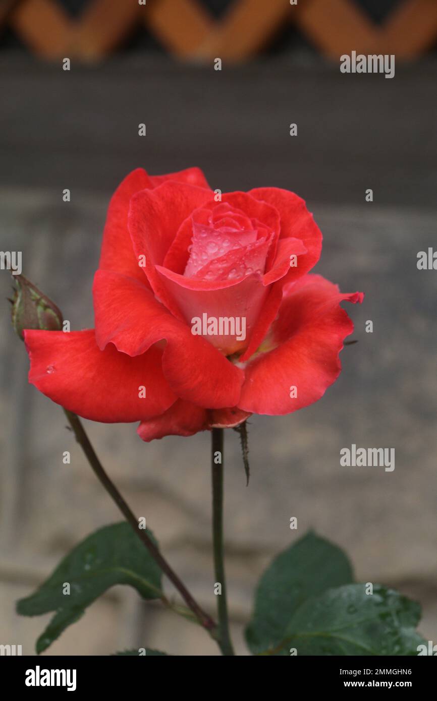 Fiori nel mio giardino domestico, Sri Lanka Foto Stock