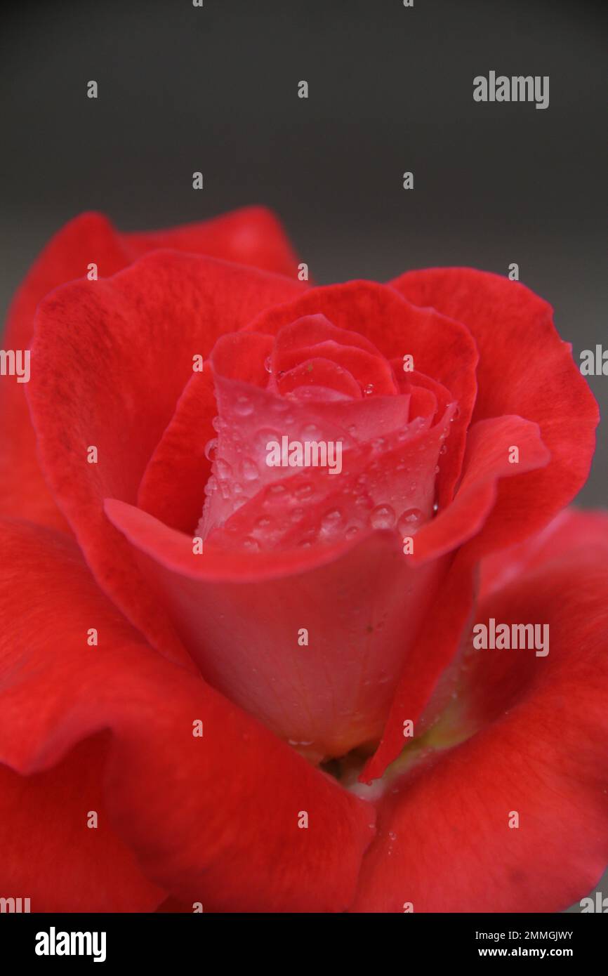 Fiori nel mio giardino domestico, Sri Lanka Foto Stock