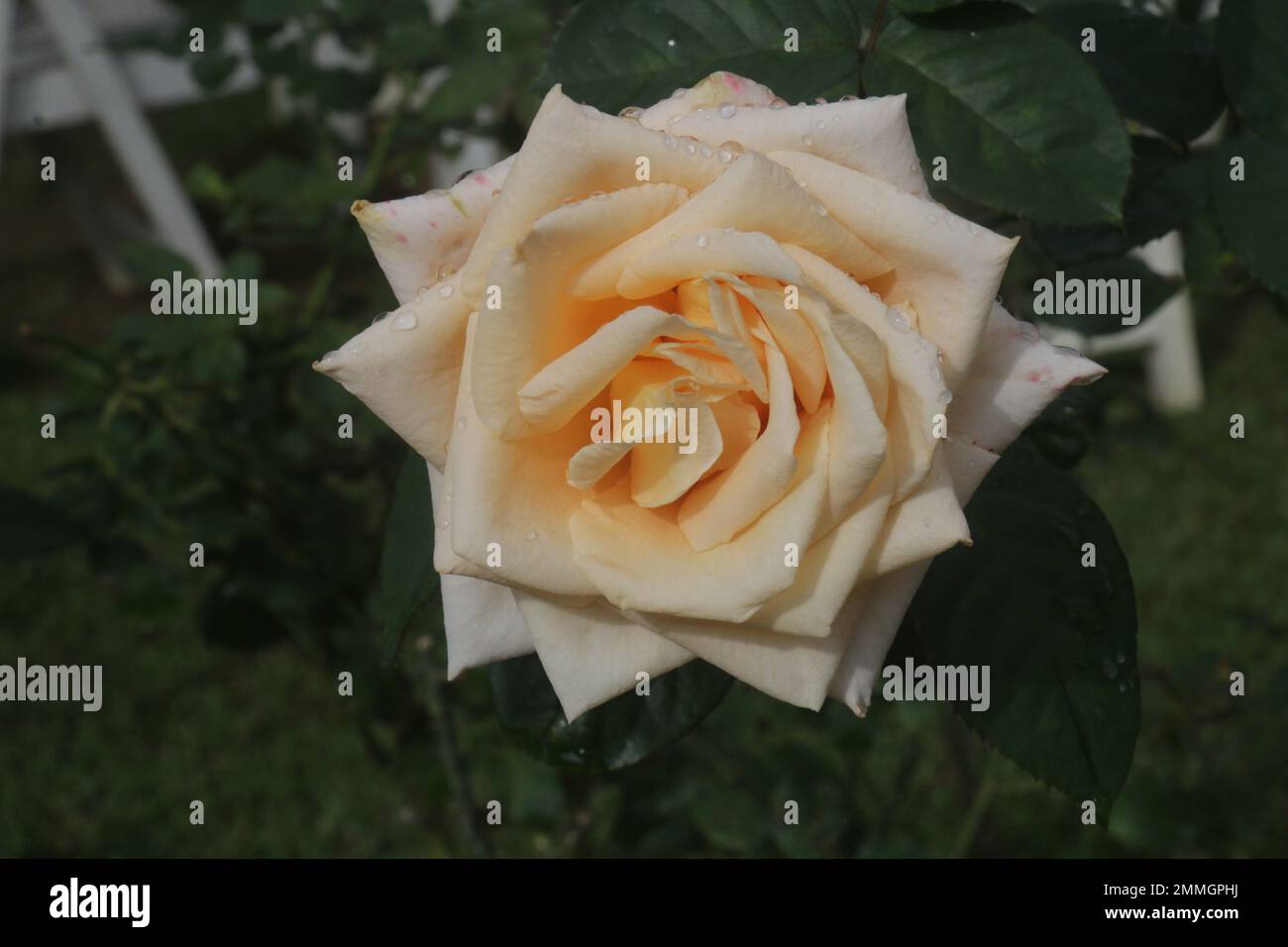 Fiori nel mio giardino domestico, Sri Lanka Foto Stock