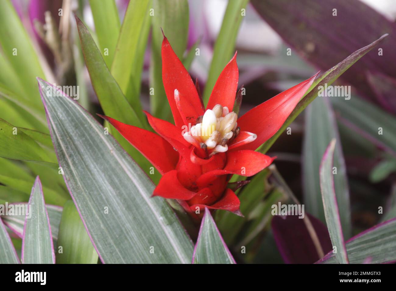 Fiori nel mio giardino domestico, Sri Lanka Foto Stock