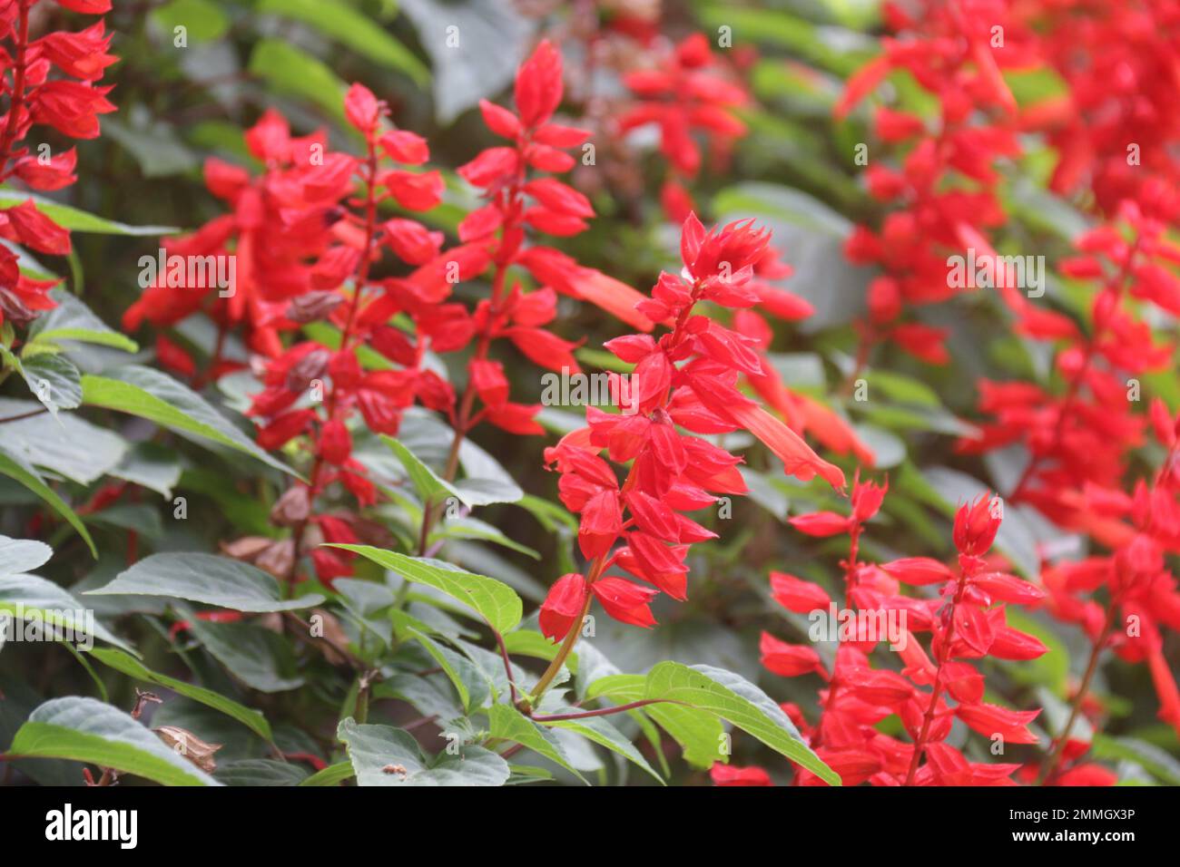 Fiori nel mio giardino domestico, Sri Lanka Foto Stock