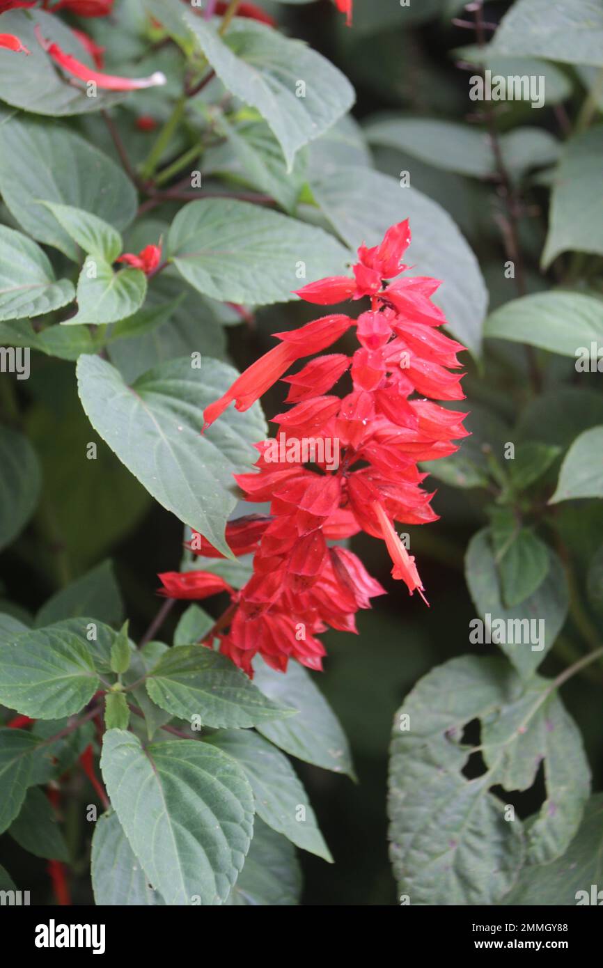 Fiori nel mio giardino domestico, Sri Lanka Foto Stock