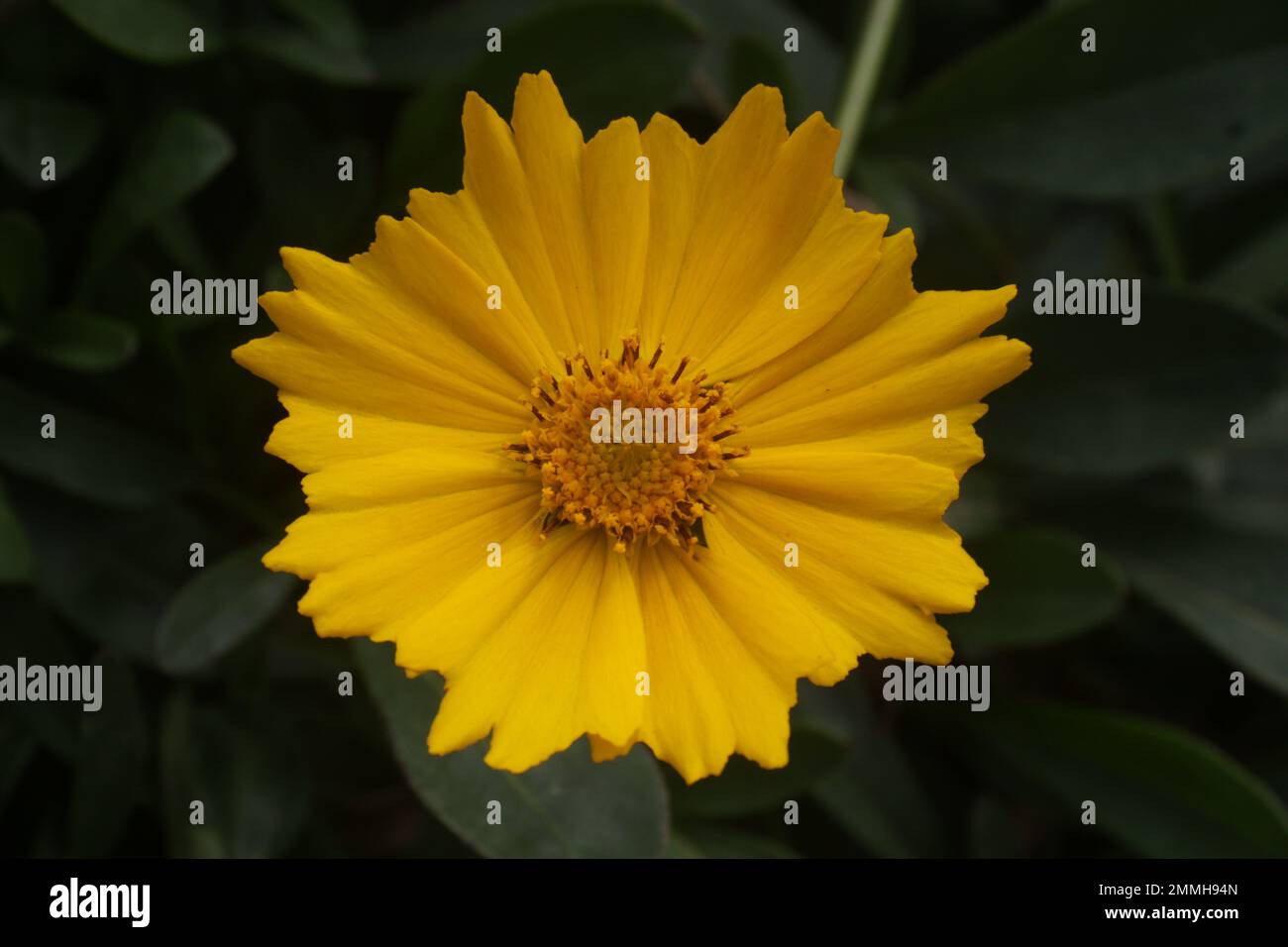 Fiori nel mio giardino domestico, Sri Lanka Foto Stock