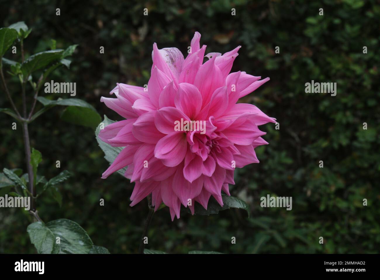 Fiori nel mio giardino domestico, Sri Lanka Foto Stock