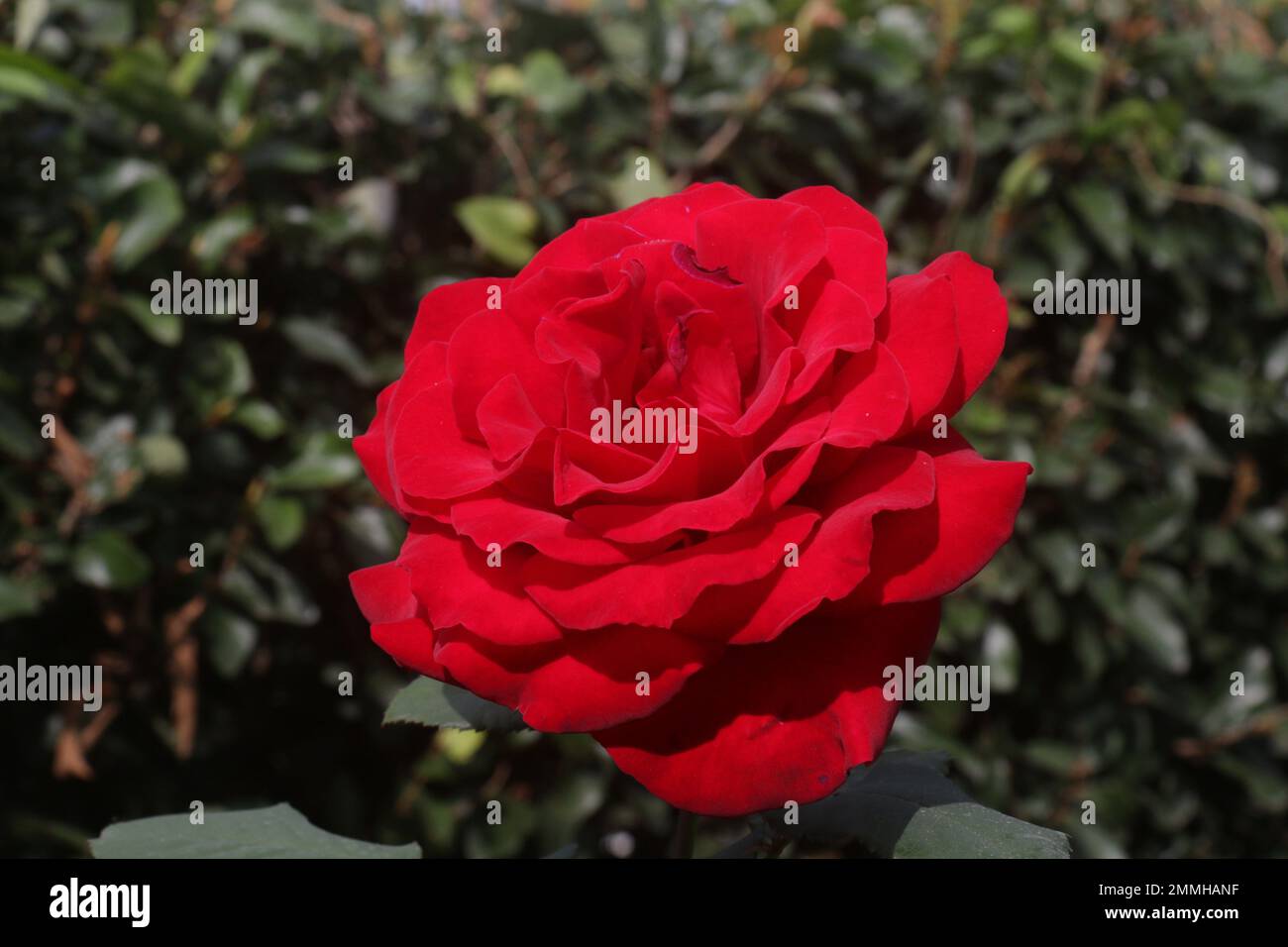 Fiori nel mio giardino domestico, Sri Lanka Foto Stock