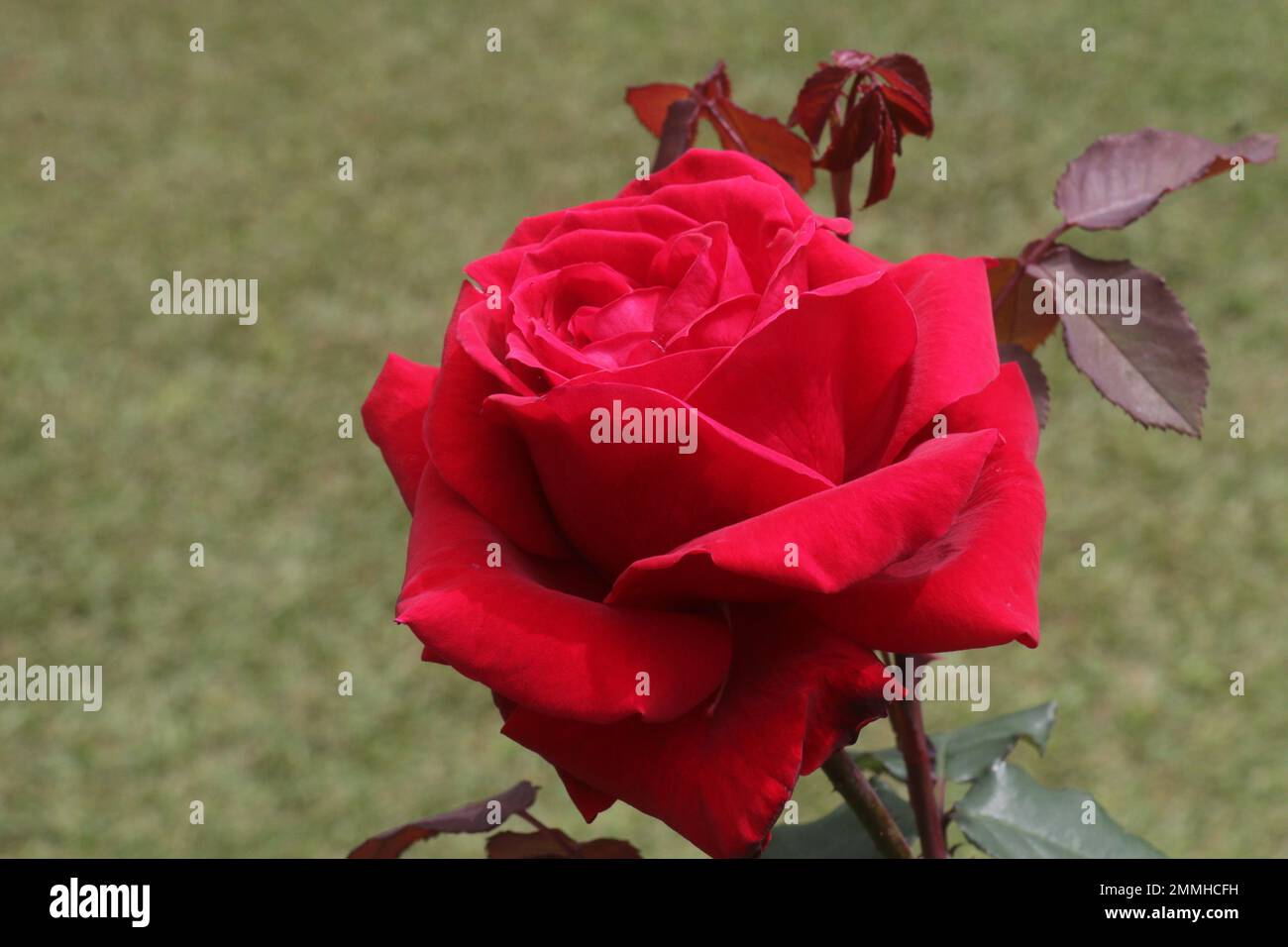 Fiori nel mio giardino domestico, Sri Lanka Foto Stock