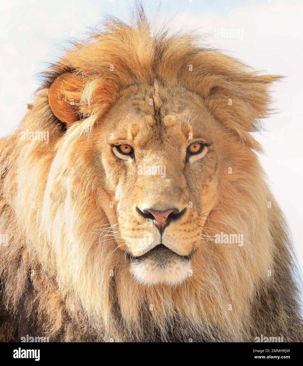 Lion ritratto faccia isolata su sfondo bianco Foto Stock