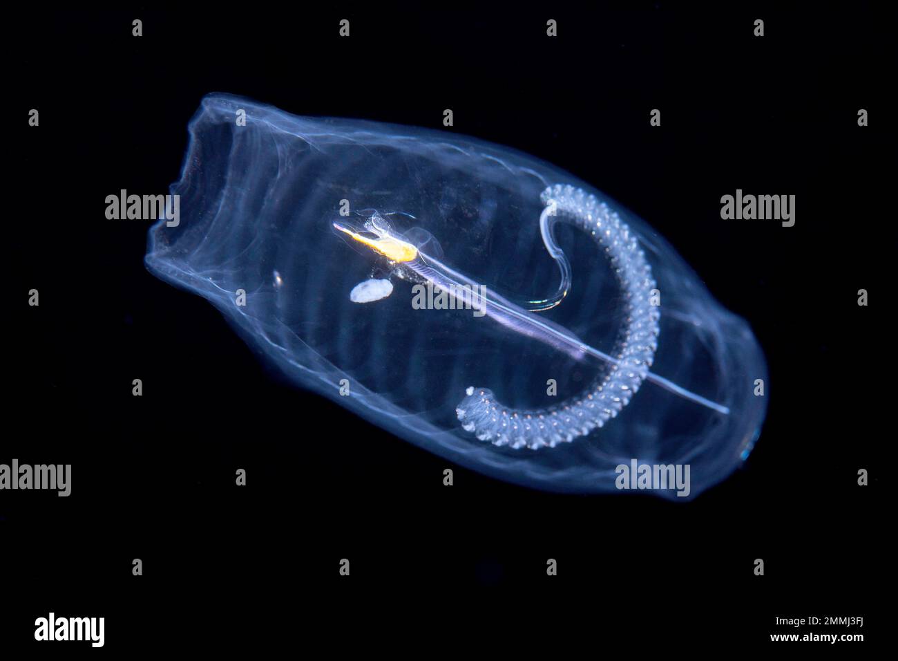 Questo tunicato pelagico o salpa, Salpa aspera, fa parte della famiglia Salpidae di animali gelatinosi. Yap, Micronesia. Sparato in un'immersione blackwater un miglio Foto Stock