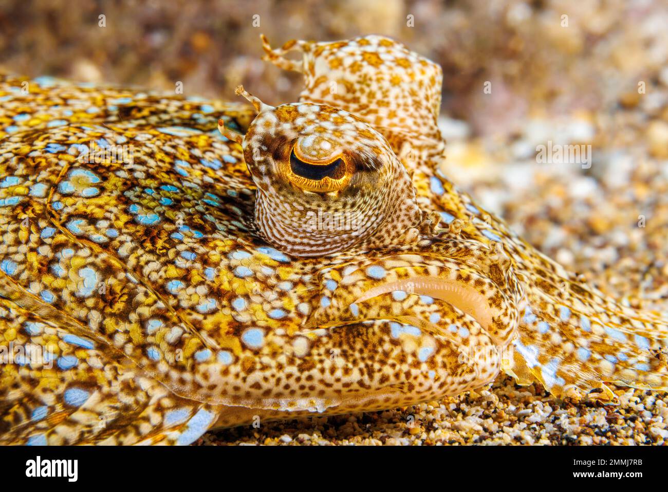 Il pavone la passera pianuzza, Bothus mancus, è un membro della famiglia più grande di pesce piatto, Botidi. Tutti i membri di questo gruppo sono noti come "lato sinistro" flou Foto Stock