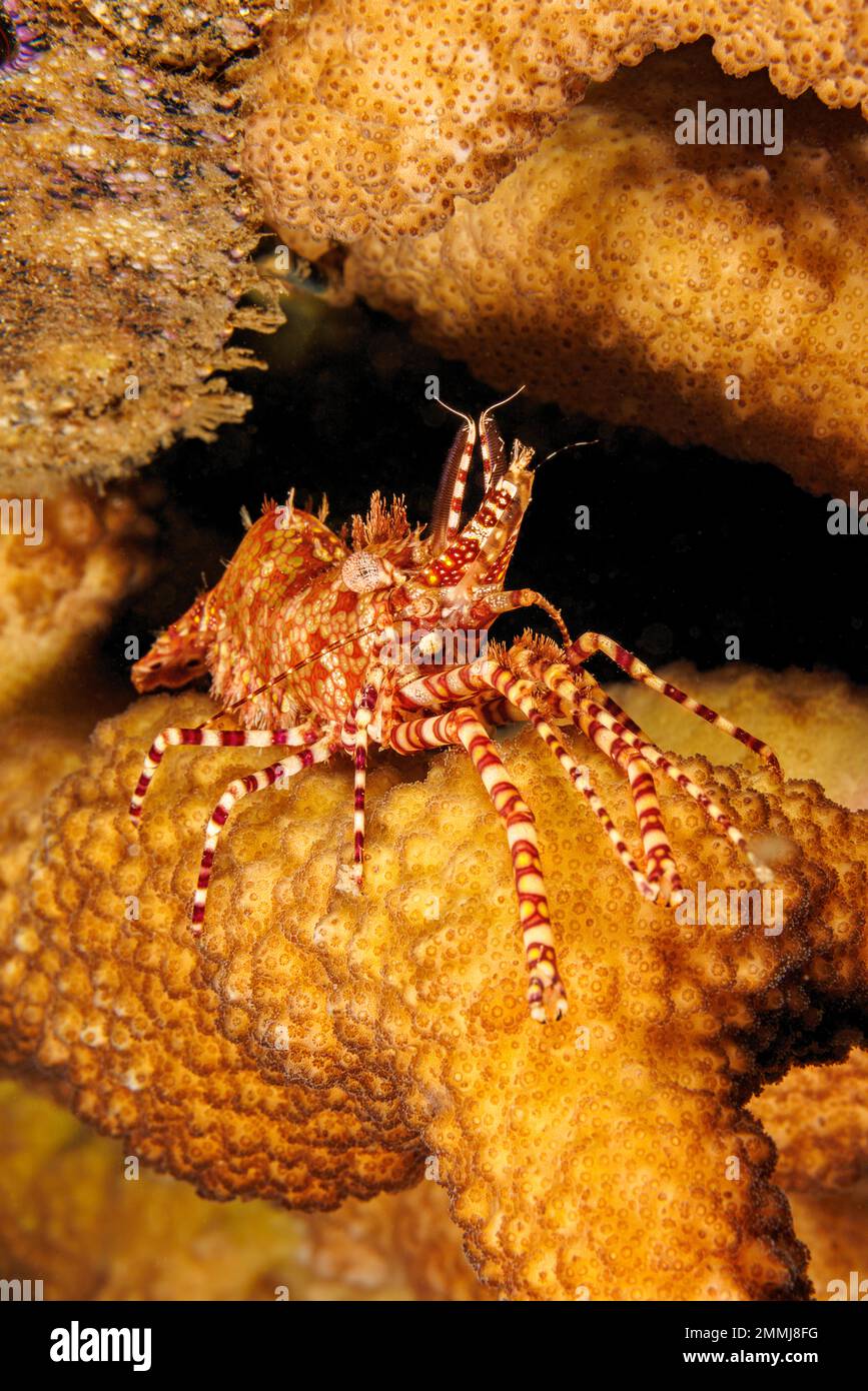 Questo maschio di gamberi in marmo, Saron marmoratus, ne mostra le chele allungate e i ciuffi di setole. Hawaii. Foto Stock