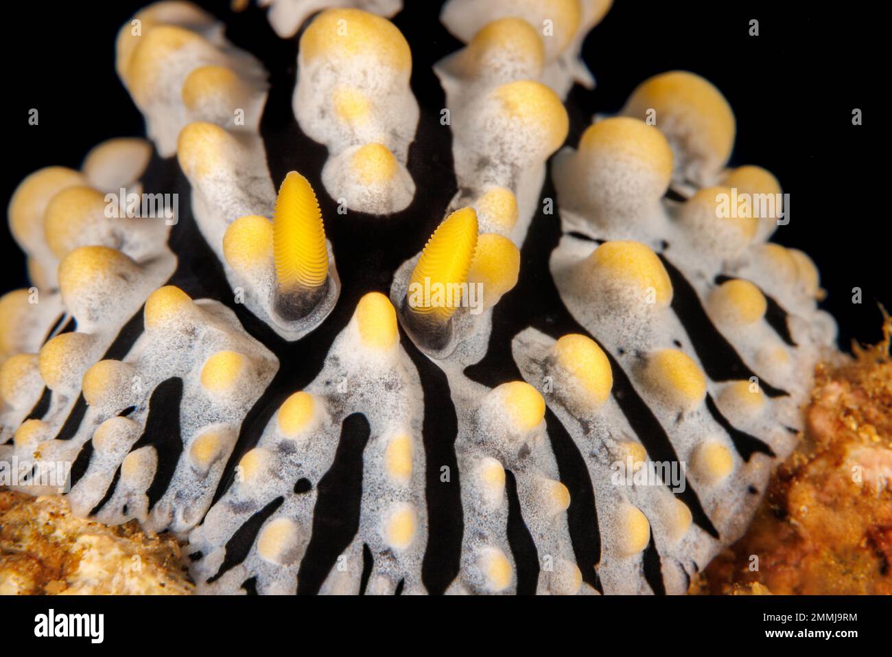 Un'occhiata da vicino ai rinofori sulla parte anteriore di un nudibranco di uova strapazzate, Phyllidia varicosa, Hawaii. Questo è il più comune fillidiide in Hawaii. Foto Stock