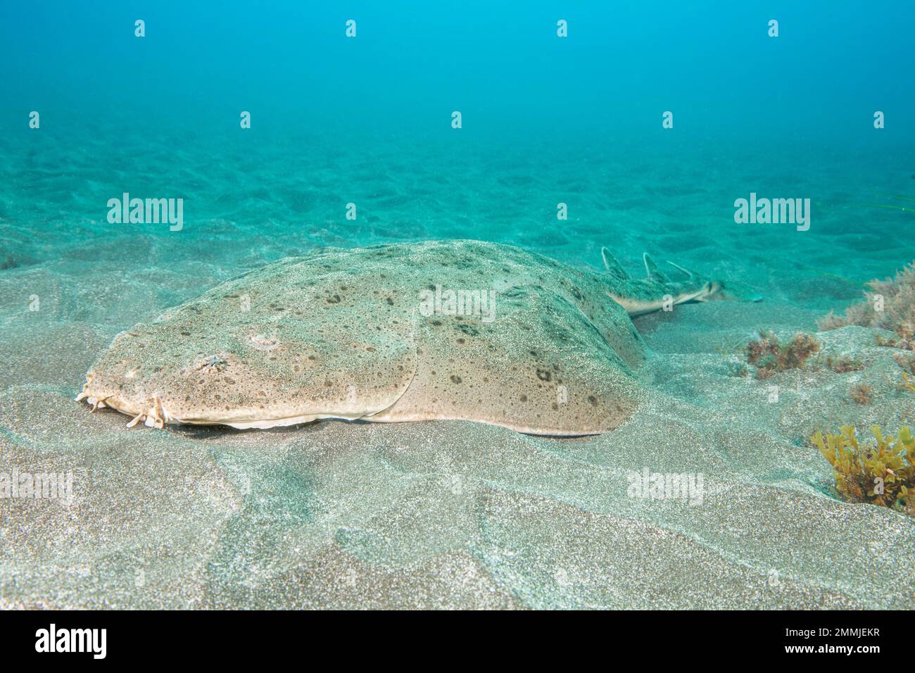 Il Pacifico squali angelo, Squatina californica, con il suo corpo piatto ed enormi, wing-come pinne pettorali sembra un po' più come un raggio di uno squalo. Si tratta di Foto Stock