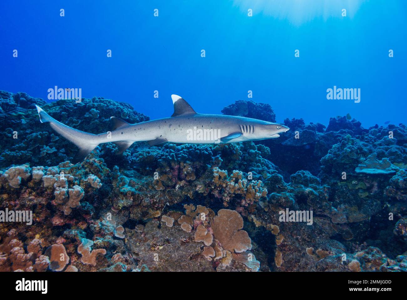 Uno squalo femmina dalla punta bianca, Triaenodon obesus, Hawaii. Whitetips è una delle poche specie di squali che possono fermarsi e riposare sul fondo. Foto Stock