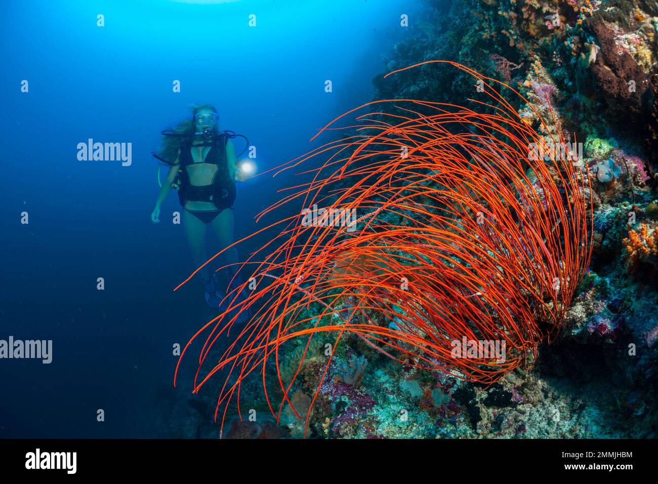 Corallo di frusta, Ellisella cercidia, parte della famiglia gorgoniana Ellisellidae, domina questa scena della barriera corallina con un subacqueo (MR), Indonesia. Foto Stock