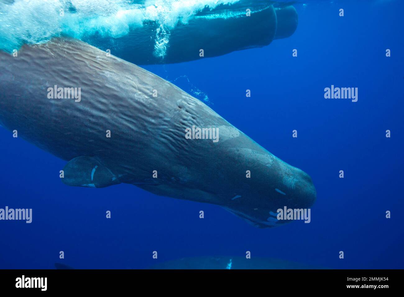 Il Capodoglio, Physeter macrocephalus, è il più grande di tutti i cetacei dentati. I maschi possono raggiungere i 60 metri di lunghezza. Fotografato in Indian Foto Stock