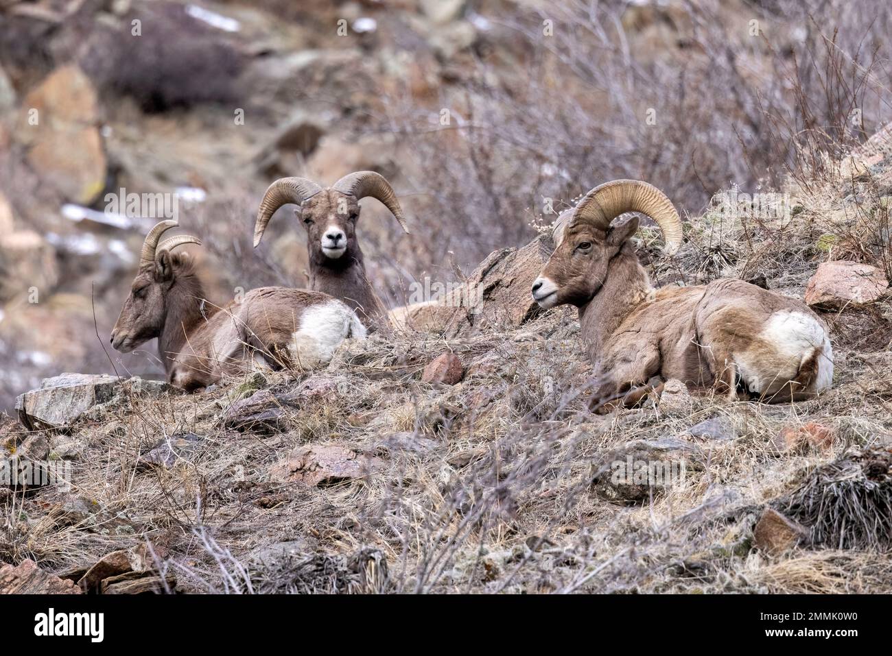 Gruppo di pecore delle Montagne Rocciose (Ovis canadensis) nel Clear Creek Canyon al di fuori del Peaks to Plains Trail - vicino a Golden, Colorado, USA Foto Stock