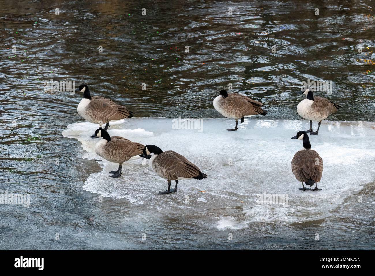 Oche canadesi (Branta canadensis) - sul ghiaccio congelato a Clear Creek - Golden, Colorado, USA Foto Stock