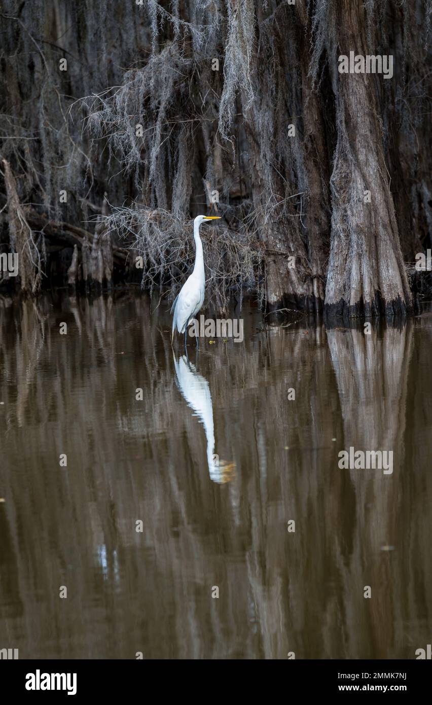 Grande Egret bianco tra gli alberi di cipresso a Caddo Lake, Texas Foto Stock
