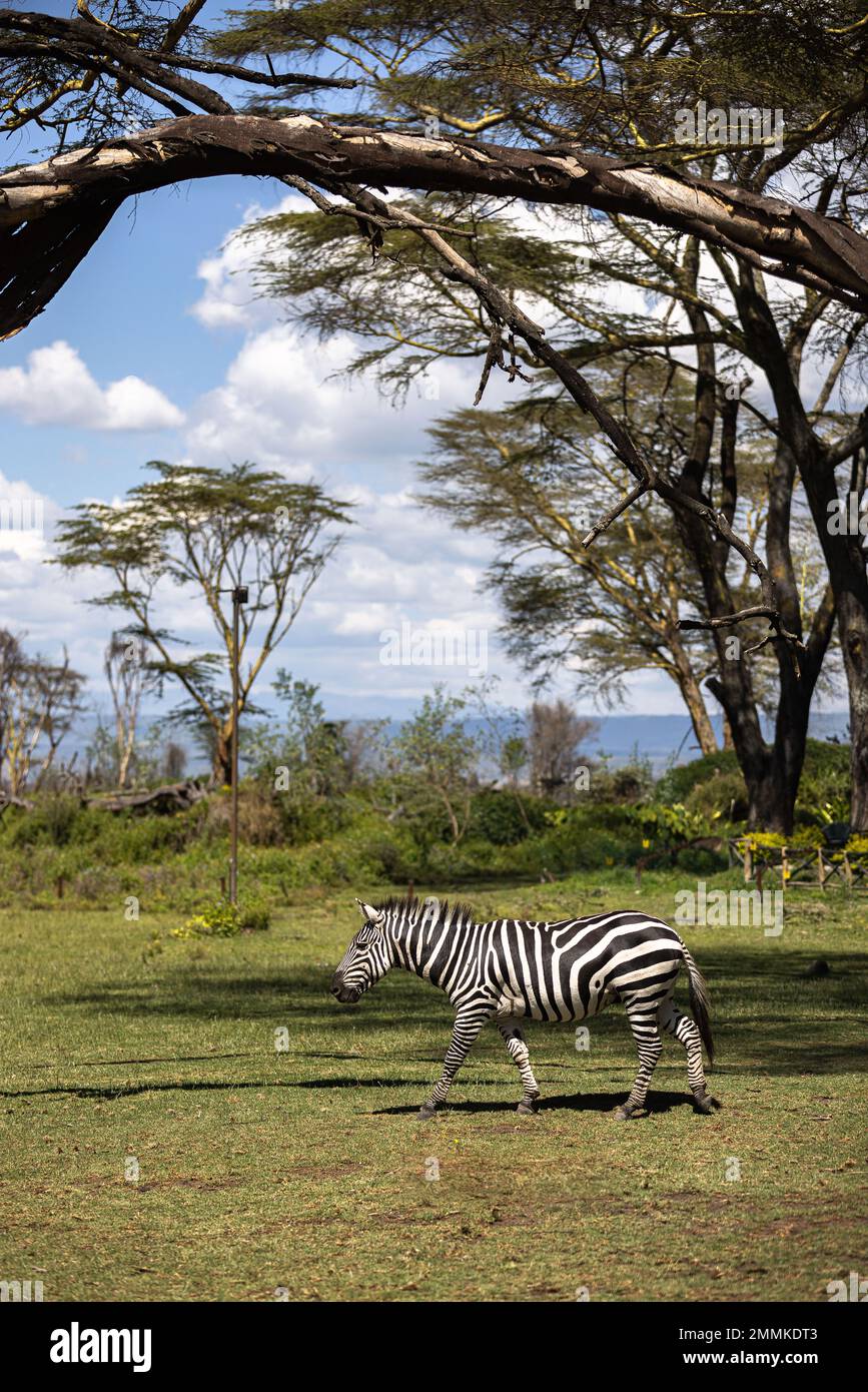 Zebre pascolare in eco Lodge Foto Stock