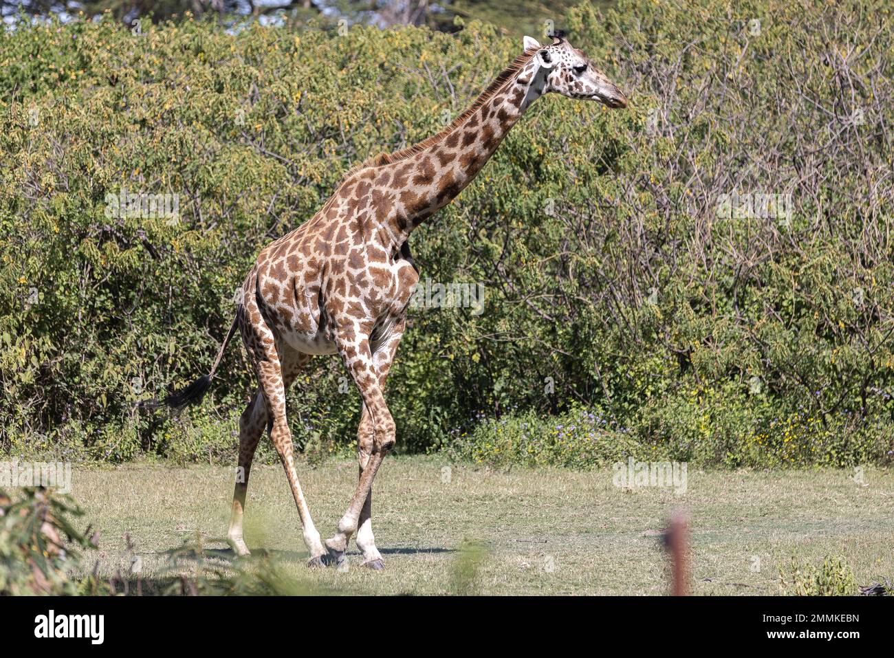 Giraffe attraversa la pianura africana Foto Stock