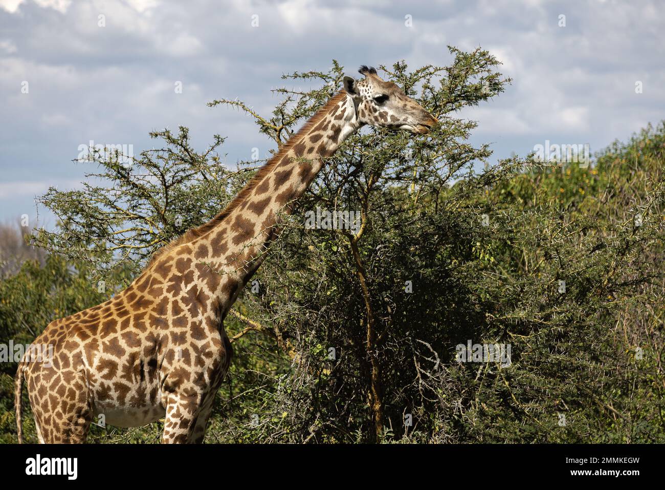 Giraffe attraversa la pianura africana Foto Stock