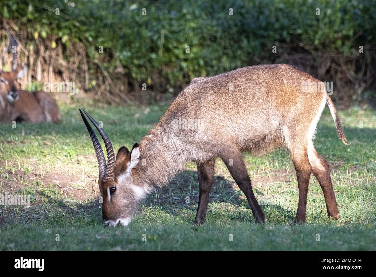 Impala sgranata alla luce del sole Foto Stock