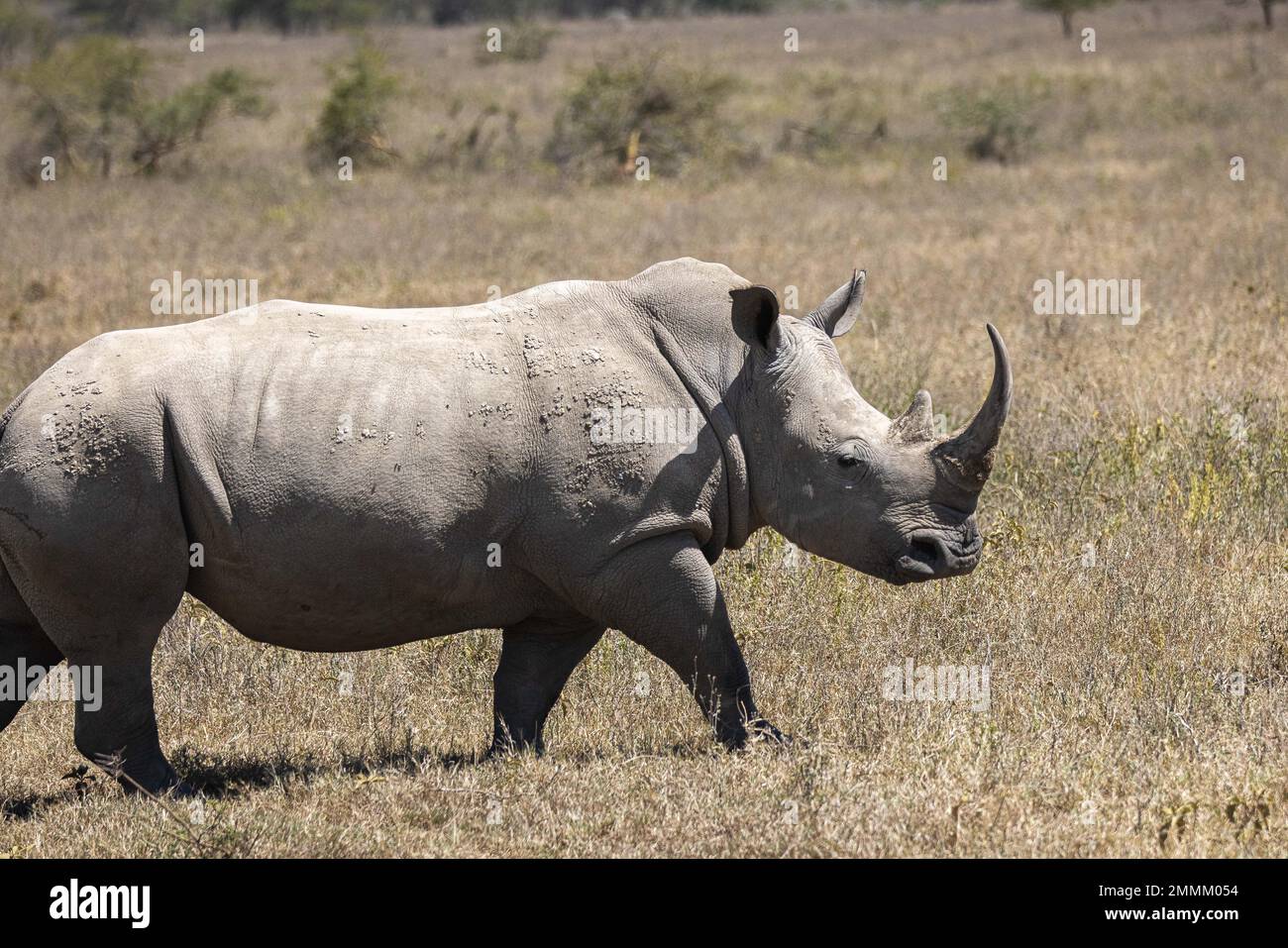 Rinoceronti bianchi che pascolano in Africa Foto Stock