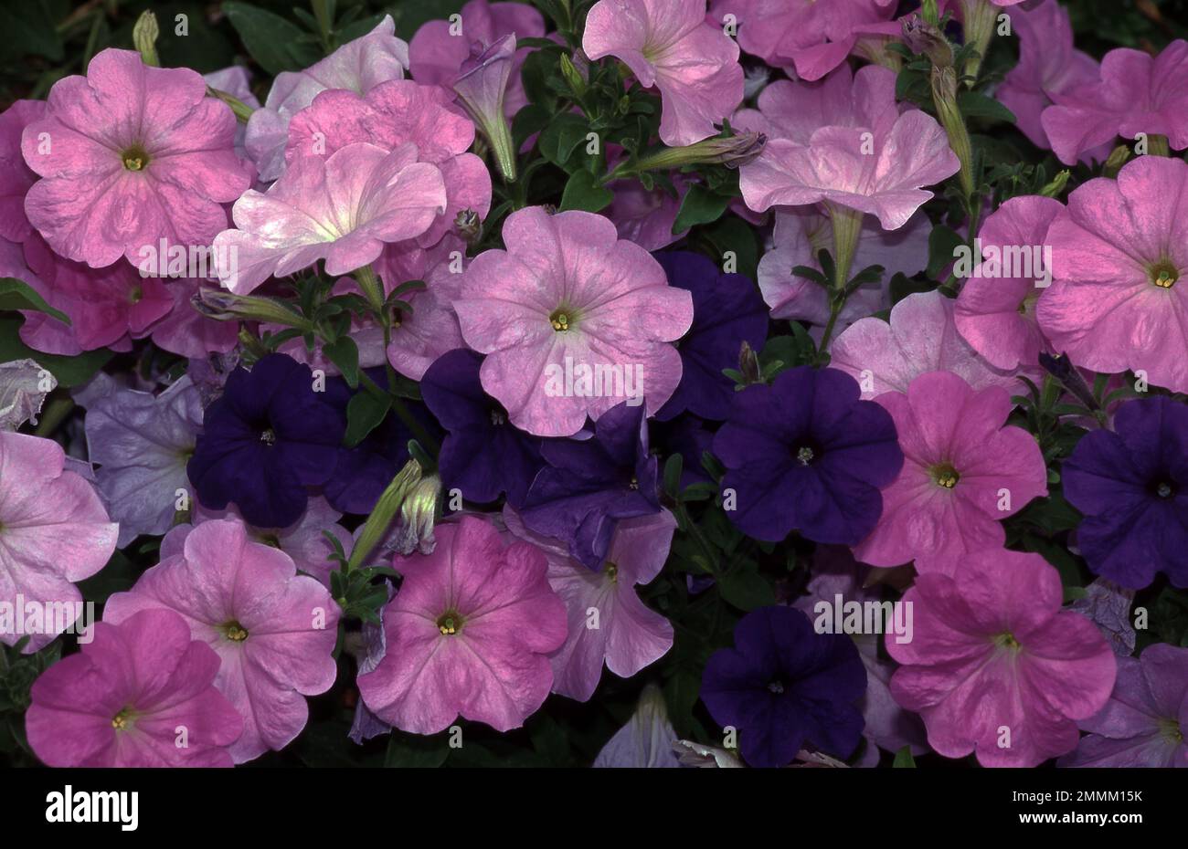PRIMO PIANO DI FIORI PETUNIA VIOLA E ROSA. Foto Stock
