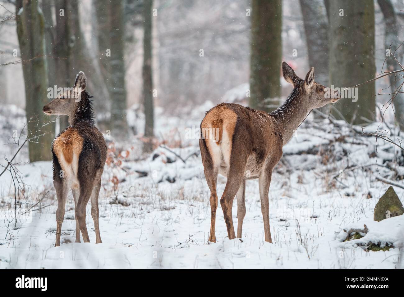 Cervi in piedi in una foresta in inverno Foto Stock